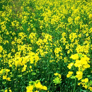 朝が来るまでに