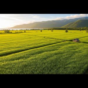 Masbate Rice