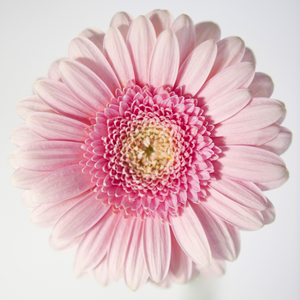 Blomma (Instrumental)