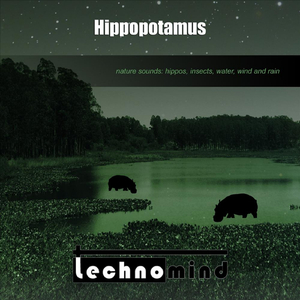 Hippopotamus