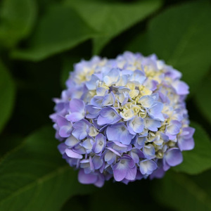 32973_1188_流行-整曲