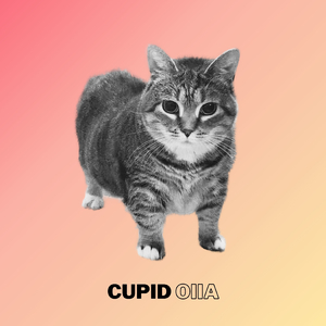 Cupid Oiia