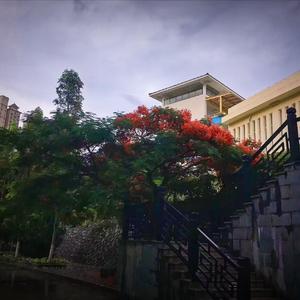 凤凰花下的思念