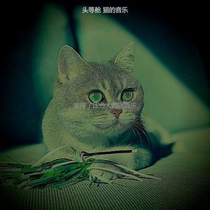 柔和的可爱的猫时刻