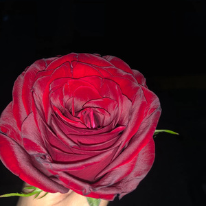 Kamin(乌兹别克版)