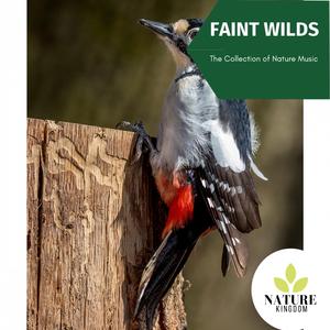 Relaxing Birds and Fire