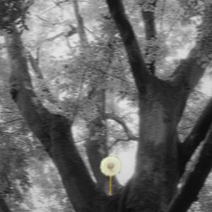 大树的蒲公英小姐