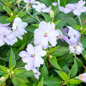 活泼而不失柔和