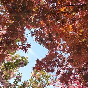 噼里啪啦砰砰砰