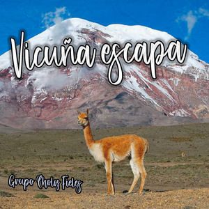 Vicuña Escapa