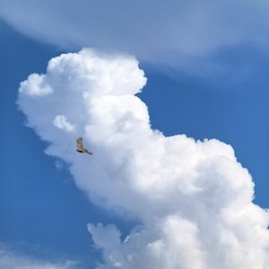 自由的风无法囚禁