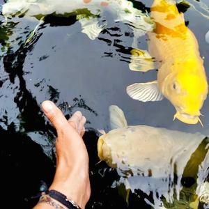 Nurettin Colak - Umbrella