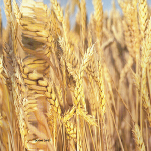 Shaban (Original Mix)