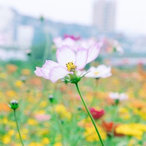 爱我你就亲亲我 (铃铛曲)