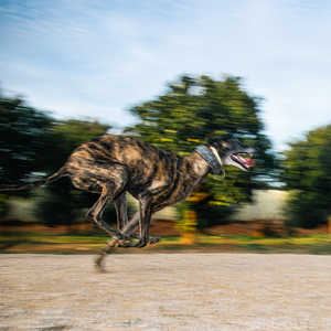 Noche de Casino (This Gambling Man)