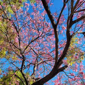 Restoring Life (feat. Nick Young)