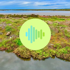 Newport Lakes Lazy Black Swans
