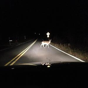 deer in tha headlights