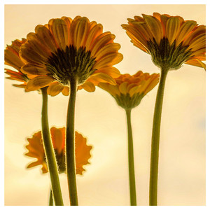 Study (Original Mix)