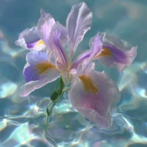 🇰🇵🇰🇷🇫🇷 빛이 되어 (Be the Light) 🪷 by Paulie Amory💕 RIP Charles James Kirk