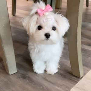 How You Get The Girl (slowed)