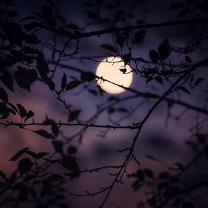 Dawn