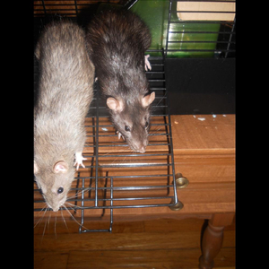 The Ballad of Pam and Marge