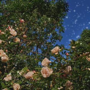 穷极一生到不了的天堂