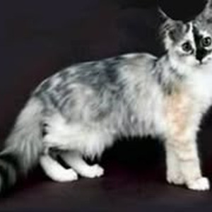 Story By Dave Chappelle (sped up)