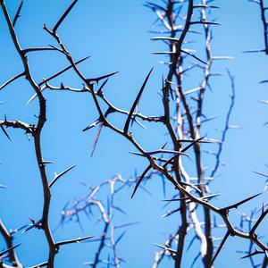 A Web of Silence