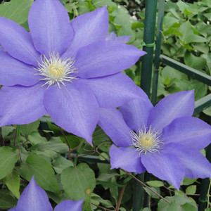 水面に浮かぶ月の光