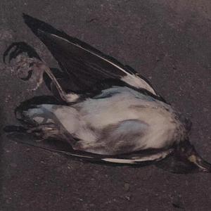 ℬ.ℓ.ℛ.ℭ.ℓ.ℯ