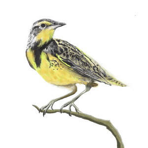 Western Meadowlark