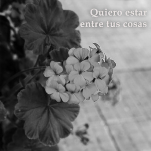 Quiero Estar Entre Tus Cosas