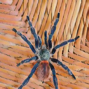 The Giant Enemy SPIDER