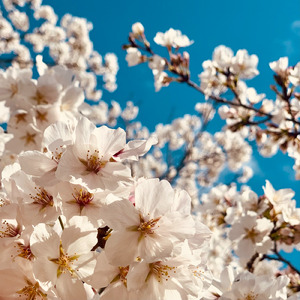 あの時の不思議な君 (feat. GUMI)