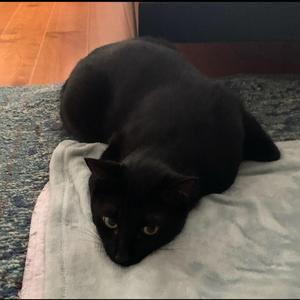 小猪咪（快乐版）