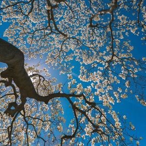 Free“天空之城”guitar×Toosii Type Beat