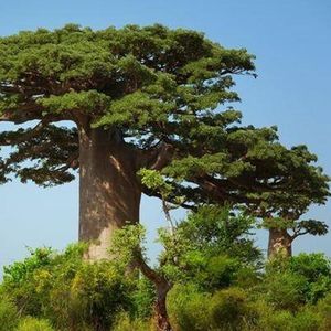 人之道 (烟嗓男版)