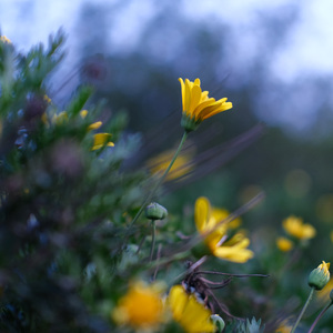 须弥 奥摩斯港（古筝+巫毒鼓）