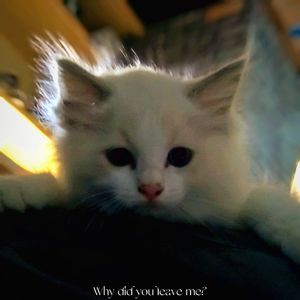 这种那种Demo 伴奏