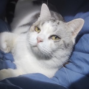 猫咪的生日派对