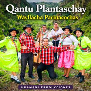 Qantu Plantaschay