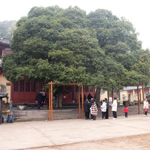 千年桂花树下的思念