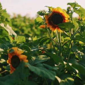 紫罗兰（翻自 李健）