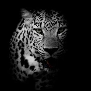 Arrogance（狂妄X）