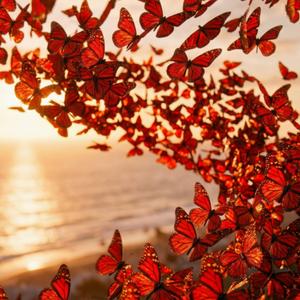 Red Butterflies.