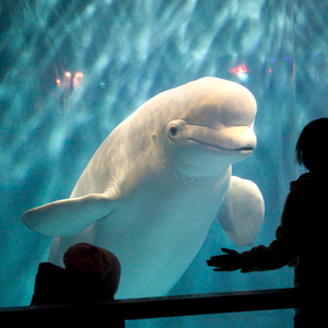 水晶之心 - midi version