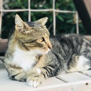 【Picon_ピコン】暖かい生き物