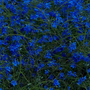 River That Flows Two Ways